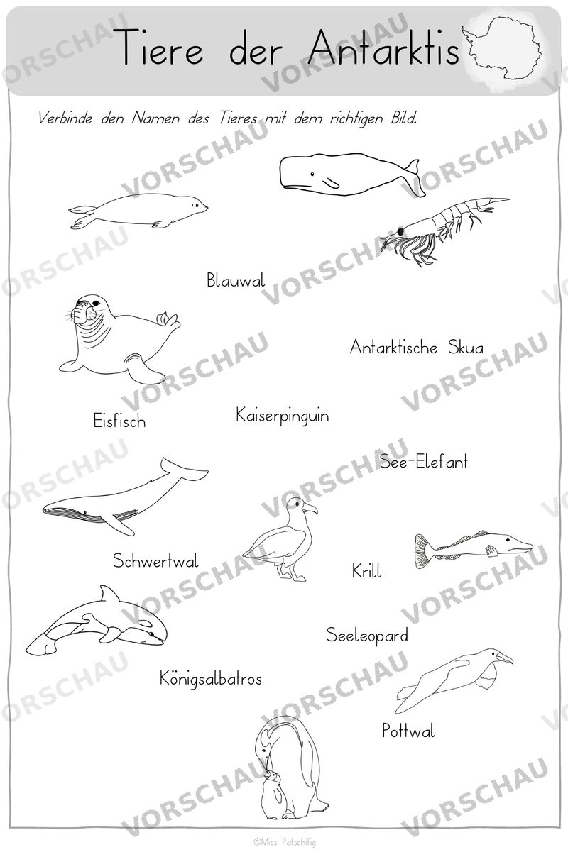 Antarktis Arbeitsblätter: Tiere der Antarktis verbinden, Vorschau