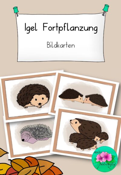 Igel Fortpflanzung Bildkarten, Titelbild mit Igel im Herbstlaub, PDF zum Ausdrucken