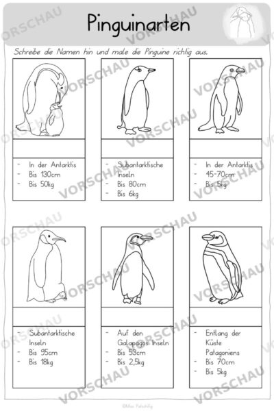 Pinguine Arbeitsblätter differenziert: Pinguinarten, Vorschau